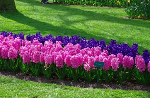 Hyacinth bed in lawn
